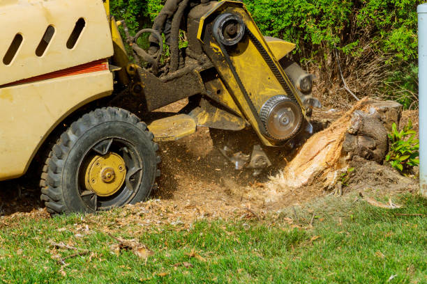 Best Arborist Consultation Services  in Milwaukee, WI