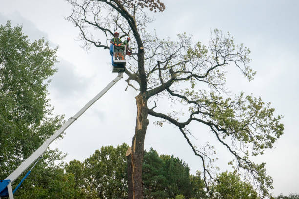 Best Hazardous Tree Removal  in Milwaukee, WI