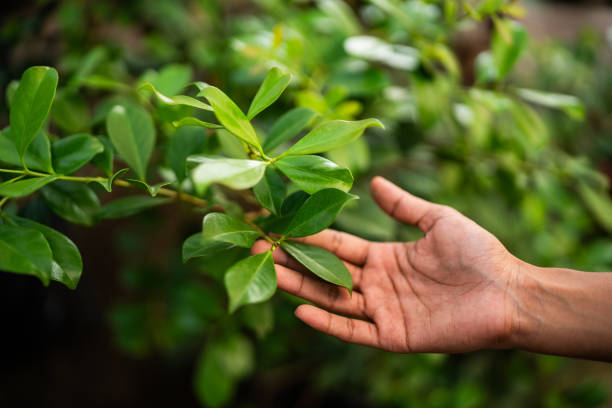 Professional Tree Services in Milwaukee, WI