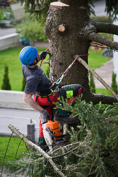 Lawn Maintenance Plans in Milwaukee, WI