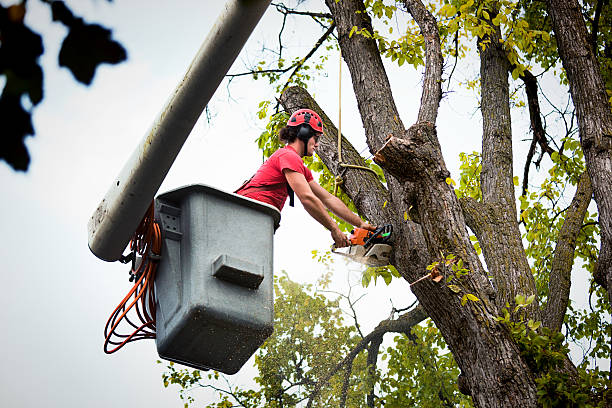 Best Firewood Processing and Delivery  in Milwaukee, WI