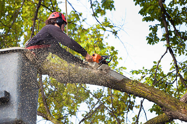 Best Tree Removal  in Milwaukee, WI