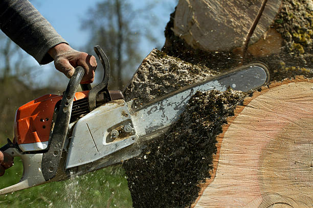 Best Tree Trimming and Pruning  in Milwaukee, WI