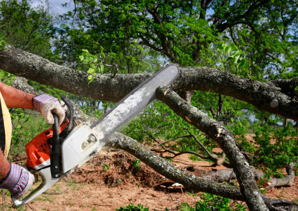 Best Tree and Shrub Care  in Milwaukee, WI